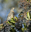 American robin