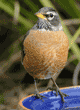 American robin standing on edge of birdbath