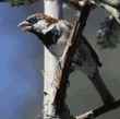 house sparrow