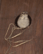 house sparrow, female