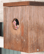 house sparrow babies