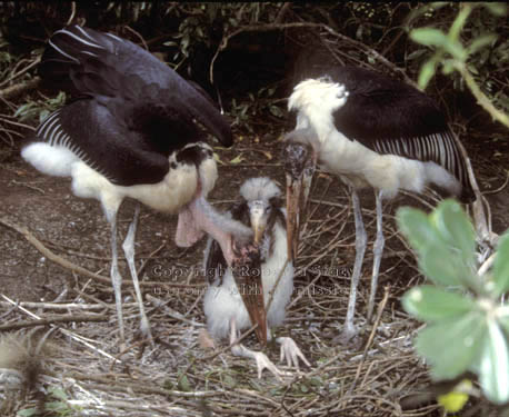 baby marabou stork with its parents