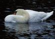 mute swan