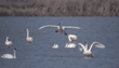 tundra swans