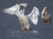 tundra swans