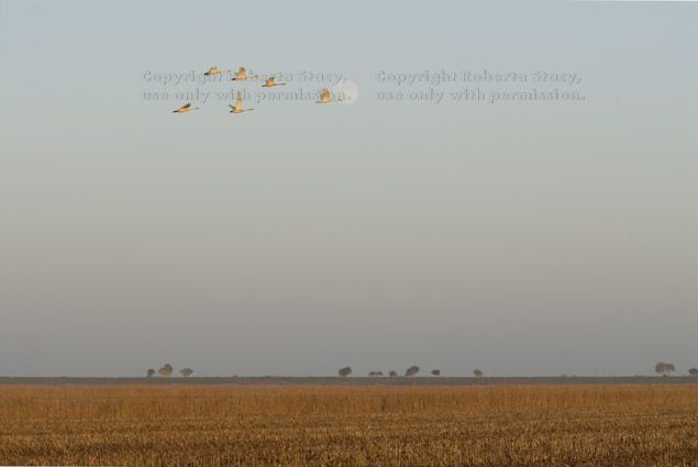 flying tundra swans late in day