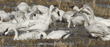 tundra swans with open bills