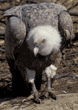 Eurasian Griffon vulture