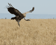 Ruppell's griffon vulture landing