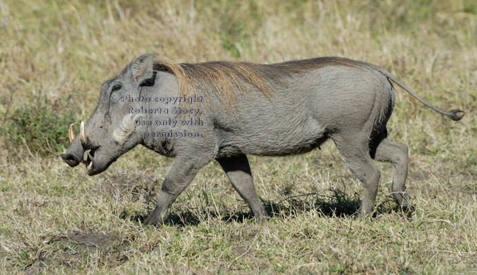 warthog walking