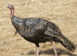 wild turkey, male