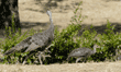 wild turkey hen and chick
