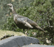 wild turkey hen with two chicks