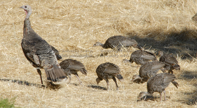 wild turkey mother with chicks