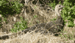 wild turkey hen on nest