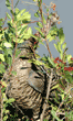 wild turkey eating berries in tall bush