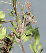 close-up of wild turkey eating berries in tall bush