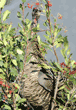 wild turkey in tall bush eating berries