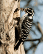 female Nuttall's woodpecker ready to feed her chicks