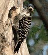 Nuttall's woodpecker mother with food for her chicks