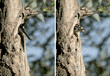 Nuttall's woodpecker father entering the nest to feed his babies and then coming back out carrying waste