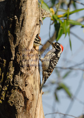 adult male Nuttall's woodpecker and one of his chicks