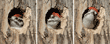 Nuttall#s woodpecker chick waiting and watching for its parents